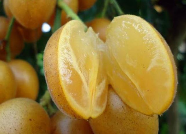 3 vị thuốc nam rẻ tiền dành cho người viêm họng, điều trị tại nhà vừa an tâm lại còn hiệu quả