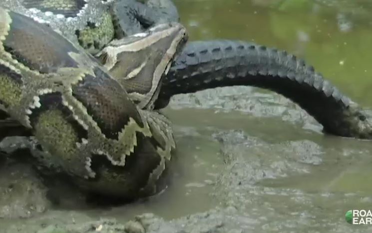 "Sát thủ đầm lầy" bị trăn cỡ lớn tấn công và nuốt trọn