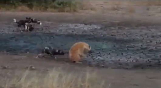 Clip: Linh cẩu bị bầy chó hoang 'đánh hội đồng' khi cướp thức ăn