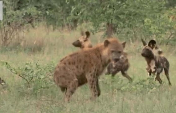 Clip: Đang nằm nghỉ thì bị chó hoang đánh úp, 2 con linh cẩu "được cứu" bởi kẻ không ngờ đến