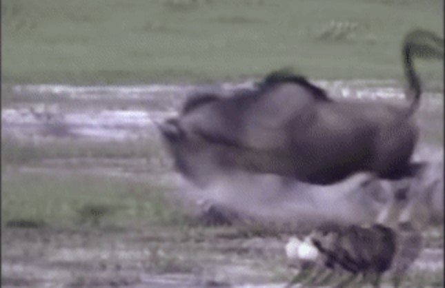 Clip: Chó hoang châu Phi bị linh dương húc mạnh, nằm gục dưới đất bất động