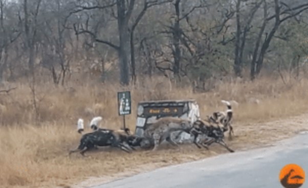 Clip: Chó hoang châu Phi định ăn thịt linh cẩu con, thấy linh cẩu mẹ liền lập tức đổi mục tiêu: Kết cục bất ngờ