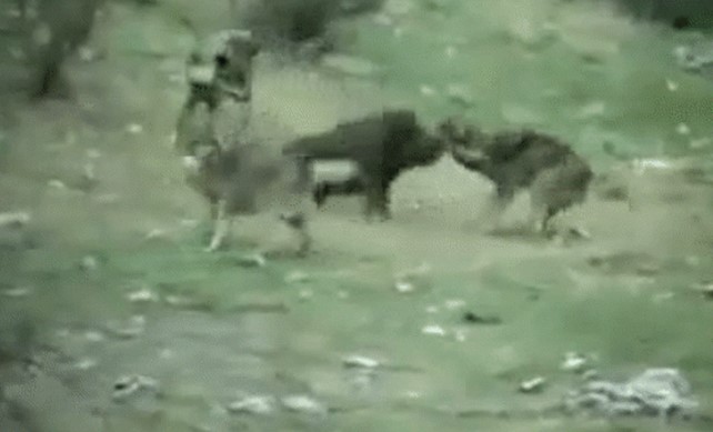 Clip: Lợn rừng đại chiến bầy sói hoang, kết cục đẫm máu