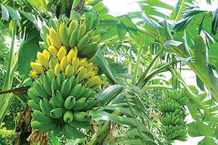 Chuối không chỉ ngon, bổ mà còn là vị thuốc chữa nhiều bệnh