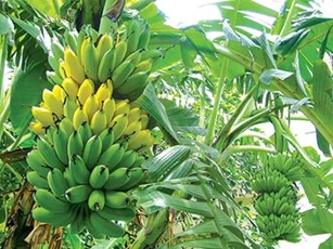 Chuối không chỉ ngon, bổ mà còn là vị thuốc chữa nhiều bệnh