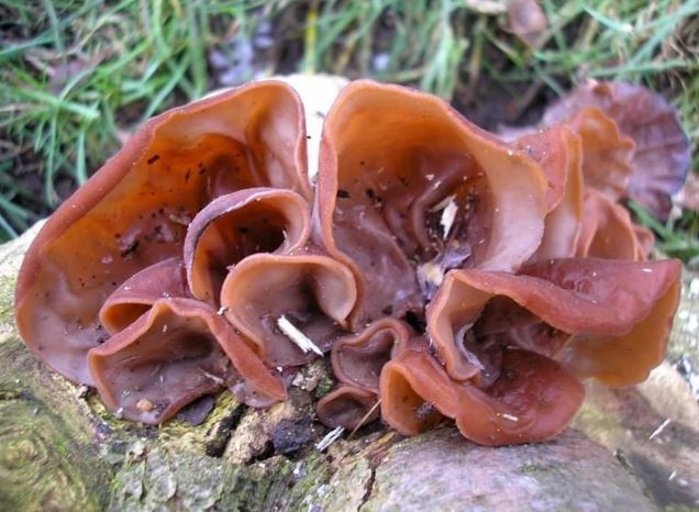 Một số loại rau củ ít tinh bột, thực phẩm lí tưởng dành cho người mắc bệnh tiểu đường