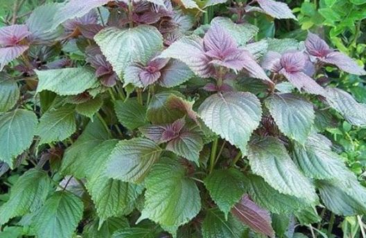 9 căn bệnh chỉ cần dùng lá tía tô là trị khỏi, không tốn tiền thuốc