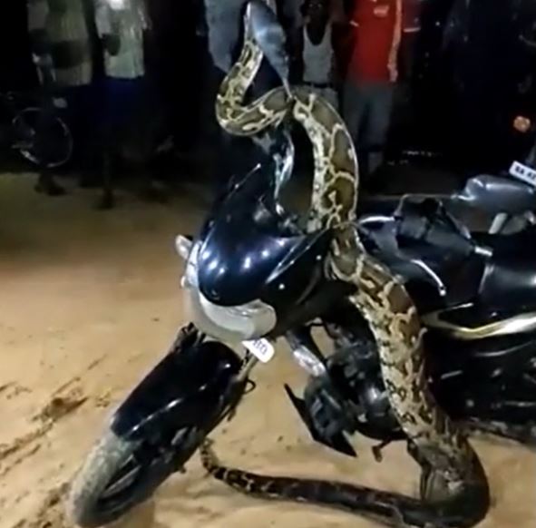 Clip: Trăn cỡ lớn bò lên xe máy giữa đường khiến nhiều người kinh hãi