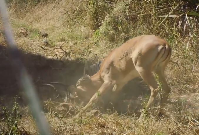 Clip: Báo hoa mai 'tung chiêu', tóm gọn linh dương Impala trong vòng 'một nốt nhạc'