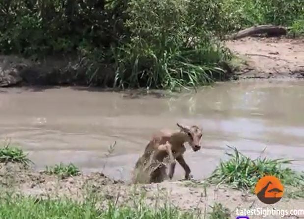 Clip: Khoảnh khắc linh dương thoát khỏi hàm cá sấu và cái kết đầy đen đủi