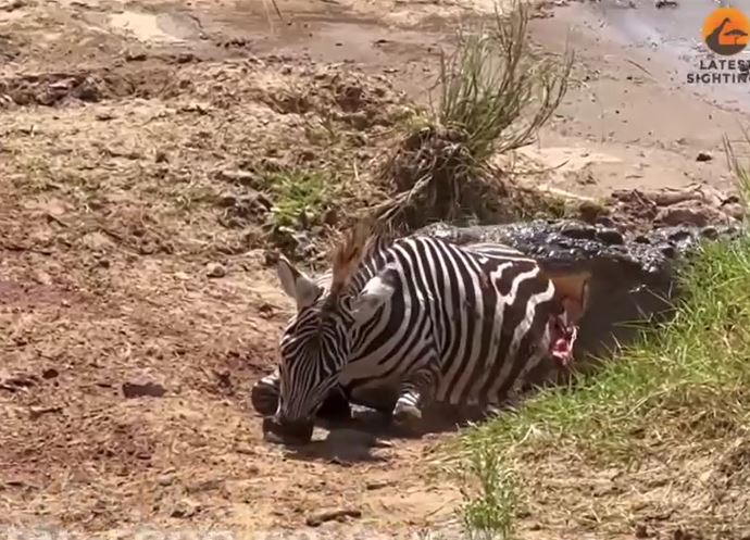 Clip: Những giây cuối đời bi thảm của ngựa vằn trước khi trở thành mồi cho cá sấu