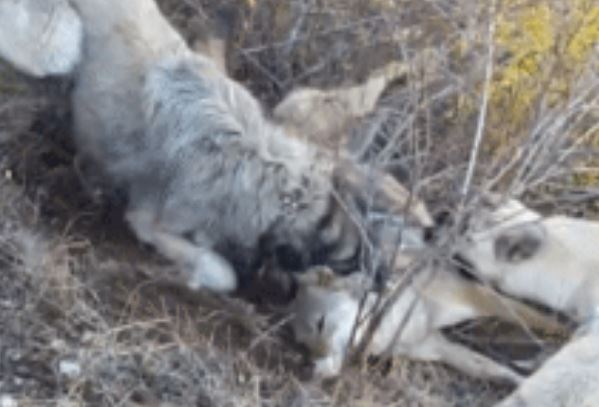 Clip: Chó sói bị 4 con chó Kangal hung dữ tấn công đến chết