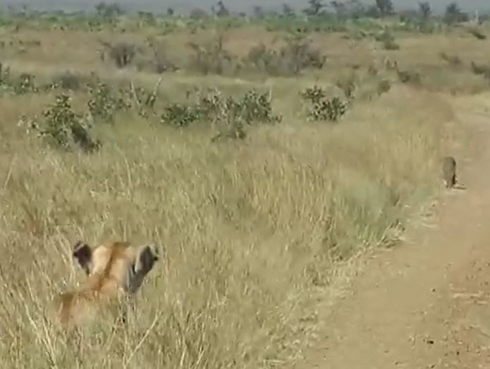 Clip: Lợn hoang "thản nhiên" chạy đến nơi ẩn náu của 2 con sư tử và cái kết ai cũng đoán được