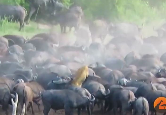 Cả gan đuổi bắt đàn trâu, sư tử bị giày xéo, hất tung và cái kết