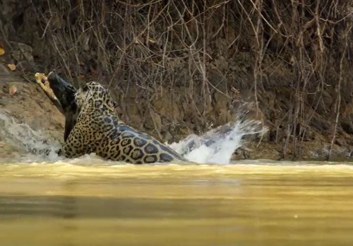 Báo đốm liều lĩnh nhảy chồm xuống sông để săn cá sấu và cái kết