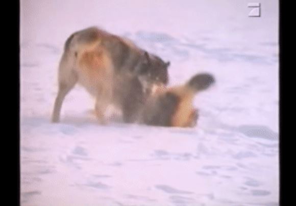 Clip: Chó sói định 'dạy dỗ' kẻ cướp thức ăn, ngờ đâu chính nó phải hốt hoảng bỏ chạy