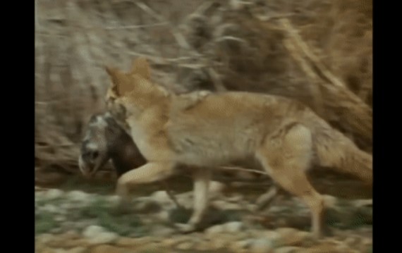 Clip: Chồn túi 'tự biên tự diễn' vở kịch ngoạn mục, đánh lừa chó sói tự cứu mạng mình