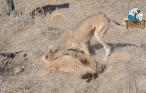 Clip: Chó sói đồng cỏ và lửng mật đều không thể chống lại sức mạnh của giống chó săn Tazy, dù chúng trông gầy gò và yếu ớt.