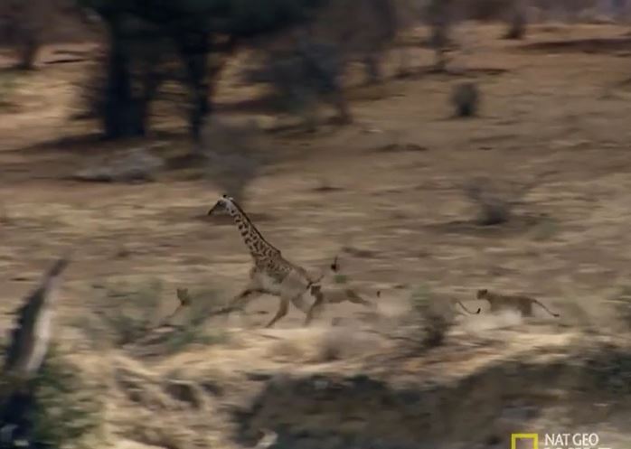 Bị sư tử đeo bám, hươu cao cổ tung cước đá văng đối thủ