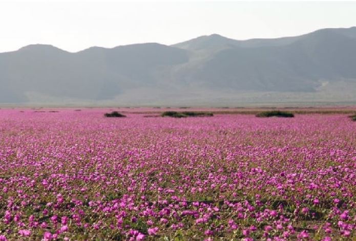 Rộ sắc hoa tím trên sa mạc khô cằn nhất hành tinh