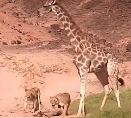 Clip: Hươu cao cổ mẹ vô tình giết chết con khi chống lại bầy sư tử