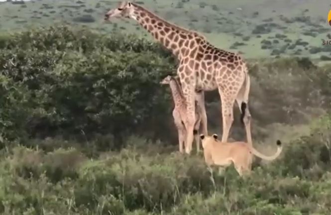 2 mẹ con hươu cao cổ hợp sức chống lại bầy sư tử