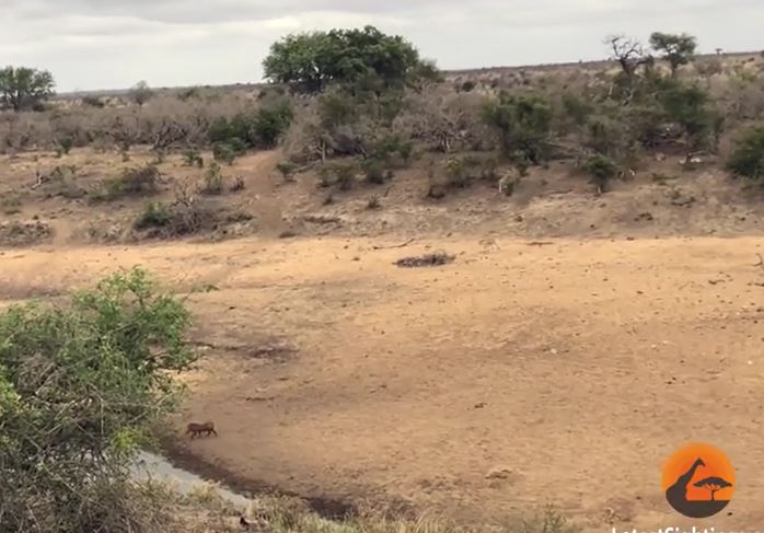 Clip: Bị đàn sư tử vây kín, lợn hoang dùng "tuyệt chiêu" trốn thoát khó tin