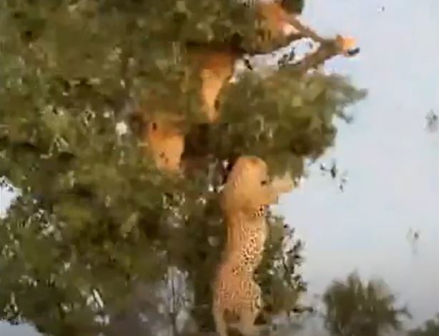 Bụng đói, sư tử leo cây giành đồ ăn của báo và cái kết