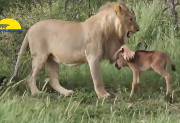Kỳ lạ cảnh sư tử cái thân thiết với bê con như ruột thịt, không nỡ rời xa