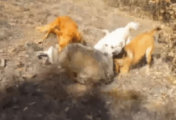 Clip: 3 đánh 1, chó sói hứng chịu 'màn tra tấn' không khoan nhượng từ 3 chó săn - Kết cục không ai dám nhìn