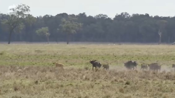 Clip: Trâu rừng đang bị cả đàn sư tử vật dưới đất thì 'phép màu' xảy ra giúp nó thoát chết