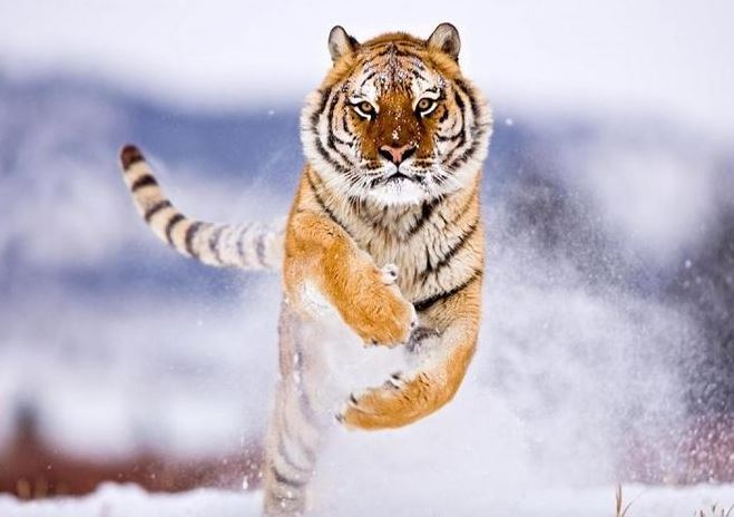 4 con giáp được quý nhân che chở suốt đời, năm 2025 thăng hoa, năm 2026 phát tài, lộc lá dồi dào không kể xiết