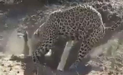 Báo hoa mai đào hang, đoạt mạng lợn bướu