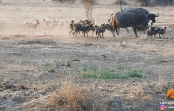 Clip: Bầy chó hoang 'đánh lớn' khi nhằm vào trâu rừng, đàn trâu quay lại cứu và kết cục bất ngờ đã xảy ra