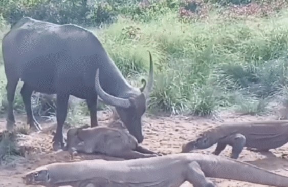 Clip: Một mình trâu mẹ chiến đấu với bầy rồng Komodo để bảo vệ con - kết cục bi thương