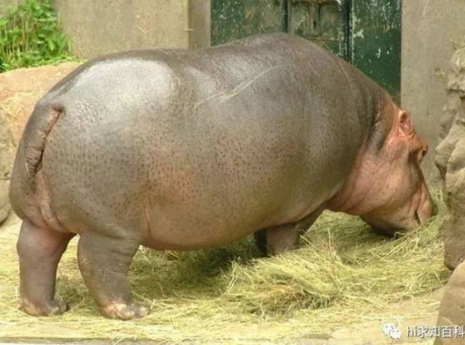 Sự thật sốc khi phân hà mã là đòn chí mạng khiến hàng nghìn con cá chết ngạt mỗi năm: Kinh ngạc khi biết bí ẩn đằng sau!