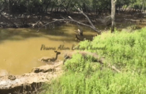 Clip: Nai bị rồng Komodo truy sát, nó liền nhảy xuống nước để trốn: Kết cục sẽ ra sao?