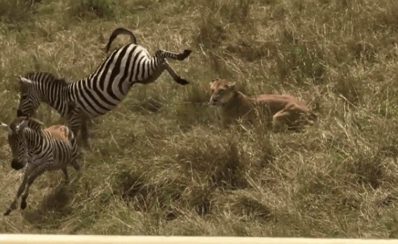 Clip: Ngựa vằn đá lật mặt sư tử, giải cứu con non thoát khỏi cái chết vô cùng ngoạn mục