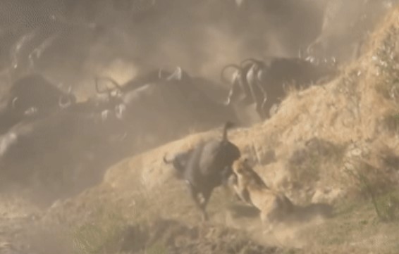 Clip: Cuộc tấn công liều lĩnh của hai con sư tử và kết cục đầy kịch tính