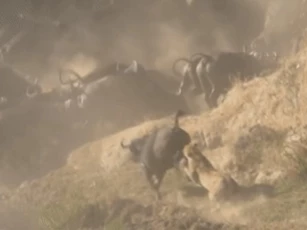 Clip: Cuộc tấn công liều lĩnh của hai con sư tử và kết cục đầy kịch tính