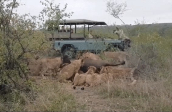 Clip: Đang nằm cứng đơ trâu rừng bỗng vùng lên, cả bầy sư tử hoảng hốt tháo chạy