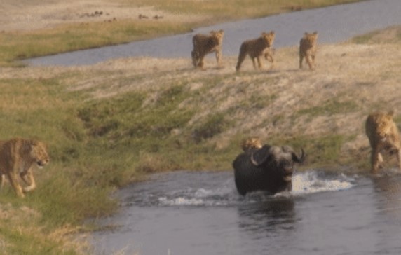 Clip: Bị cả đàn sư tử truy sát ráo riết, trâu rừng dũng mãnh vẫn chiến thắng một cách ngoạn mục
