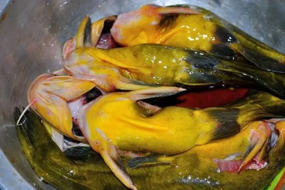 Loại cá nước ngọt ngon nhất, thịt rất mềm và có mùi vị cực kỳ thơm ngon, đừng bỏ qua nếu bạn gặp nó