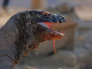 Top 7 điều bạn có thể chưa biết về rồng Komodo