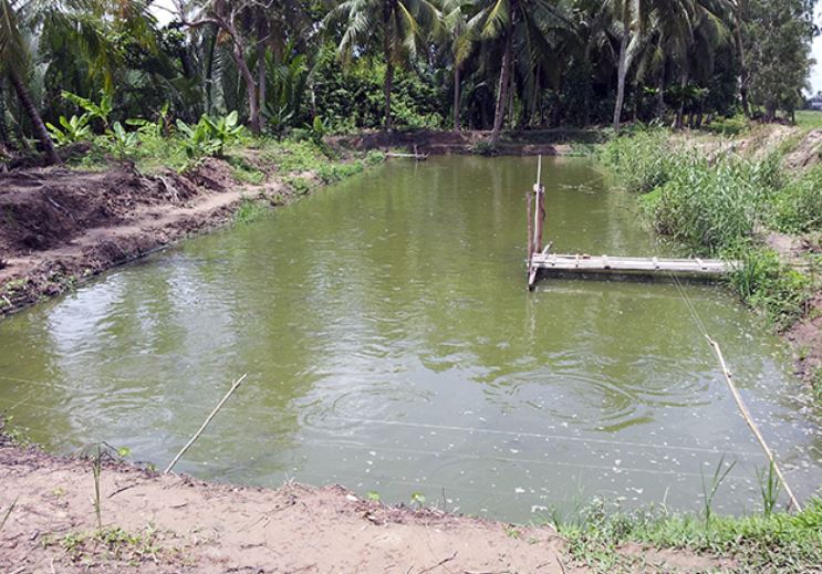 Tại sao ao nước lâu ngày bỗng có cá mà không ai thả? Chúng đến từ đâu?