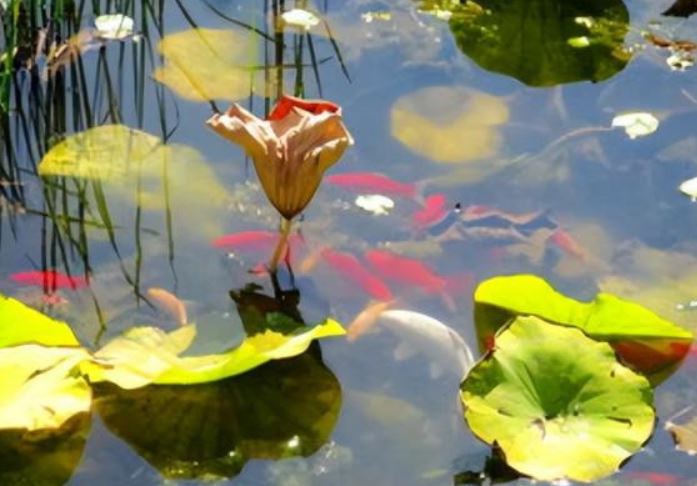 Cổ nhân nói: 'Nước trong thì không có cá', vế sau mới thực sự cốt yếu nhưng ít người biết!