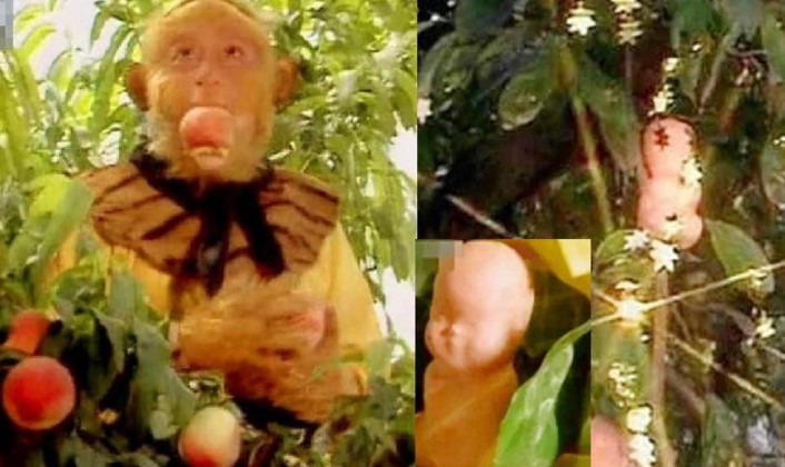 Tây Du Ký: Đào tiên và nhân sâm quả nào tốt hơn? Đáp án có trong câu nói của Thổ Địa