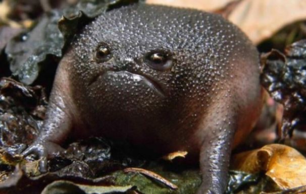 Loài ếch kì lạ có khuôn mặt ‘khó ở’, được mệnh danh là ‘quả bóng cáu kỉnh’