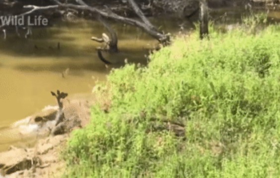Clip: Rồng Komodo truy sát con mồi theo dấu máu, nạn nhân nhảy xuống nước cũng không thoát được
