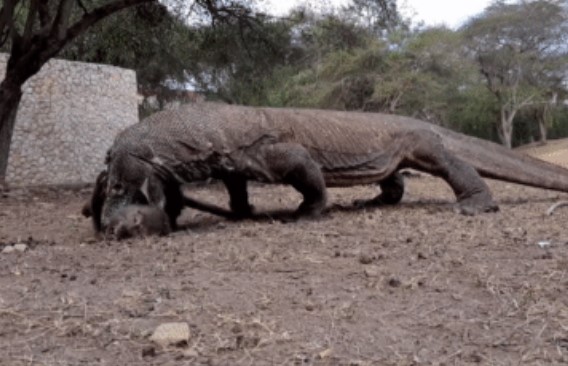 Clip: Khỉ đau đớn, kêu la thảm thiết khi nằm gọn trong hàm răng sắc nhọn của rồng Komodo